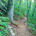 Straight Section of the Mountains to Sea Trail