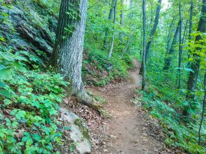 Straight Section of the Mountains to Sea Trail