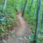 Straight Section of the Mountains to Sea Trail