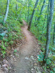 Straight Section of the Mountains to Sea Trail