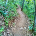 Straight Section of the Mountains to Sea Trail