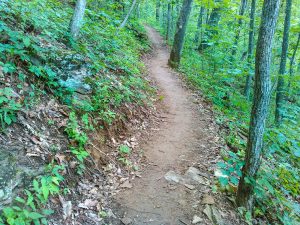 Straight Section of the Mountains to Sea Trail