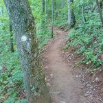 White-Blaze Mountains to Sea Trail