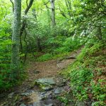 Mountains to Sea and Rattlesnake Lodge Trail Split