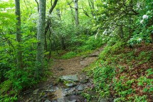 Mountains to Sea and Rattlesnake Lodge Trail Split