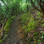 Green Moss and Twisted Laurel