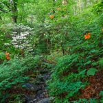 Flame Azalea and Mountain Laurel