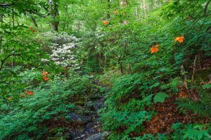 Flame Azalea and Mountain Laurel