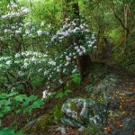 Mountain Laurel Bloom beside the Mountains to Sea Trail