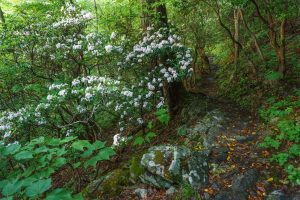 Mountain Laurel Bloom beside the Mountains to Sea Trail