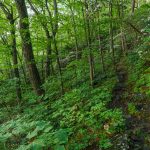 Open Woods beside the Mountains to Sea Trail near Rattlesnake Lodge