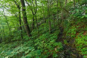 Open Woods beside the Mountains to Sea Trail near Rattlesnake Lodge