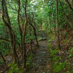 Rocks, Moss, and Mountain Laurel