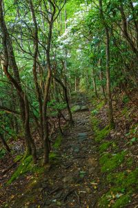 Rocks, Moss, and Mountain Laurel