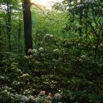 Setting Sun over Mountain Laurel