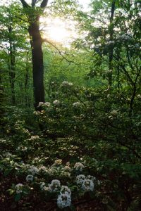 Setting Sun over Mountain Laurel