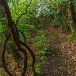 Green Moss and White Laureel