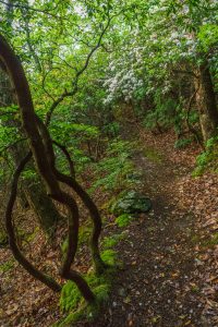 Green Moss and White Laureel