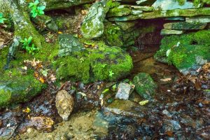 Upper Spring at Rattlesnake Lodge