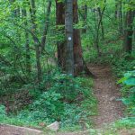 Mountains to Sea Trail North from Bent Creek Gap