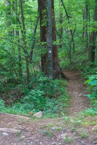 Mountains to Sea Trail North from Bent Creek Gap