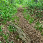 Mountains to Sea/Shut In Trail on Ridge to Ferrin Knob