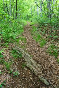 Mountains to Sea/Shut In Trail on Ridge to Ferrin Knob