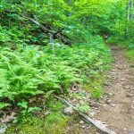 Mountains to Sea Trail Climbing Old Road