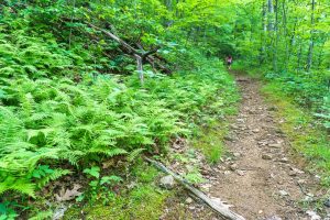 Mountains to Sea Trail Climbing Old Road