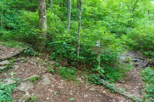 Old Road Junction on the Mountains to Sea Trail