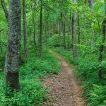 Mountains to Sea Trail near Ferrin Knob on the Ridge