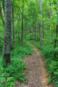 Mountains to Sea Trail near Ferrin Knob on the Ridge