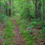 The Mountains to Sea/Shut-In Trail Winding Up the Ridge