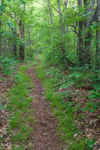 The Mountains to Sea/Shut-In Trail Winding Up the Ridge