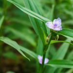 Virginia Spiderwort Growing Beside the Mountains to Sea Trail