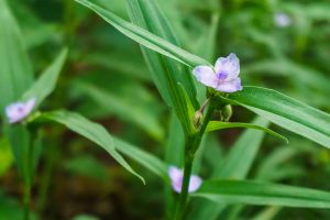 Virginia Spiderwort Growing Beside the Mountains to Sea Trail