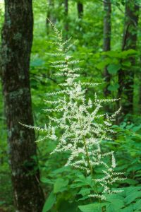 White Wildflowers on the Trail to Ferrin Knob