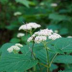 Wild Hydrangea beside the Mountains to Sea Trail