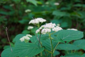 Wild Hydrangea beside the Mountains to Sea Trail