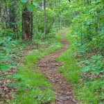 The Mountains to Sea/Shut-In Trail Winding Up the Ridge