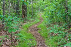 The Mountains to Sea/Shut-In Trail Winding Up the Ridge