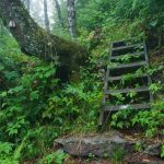 Foggy Forest and Ladder