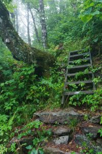 Foggy Forest and Ladder