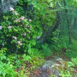 Mountain Laurel beside the Mountains to Sea Trail