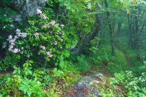 Mountain Laurel beside the Mountains to Sea Trail