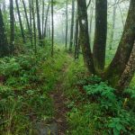 Foggy Ridgeline near Lane Pinnacle