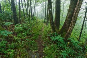 Foggy Ridgeline near Lane Pinnacle