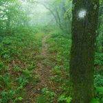 Foggy Blaze near Lane Pinnacle