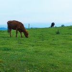 Cattle Grazing on Bearwallow Mountain