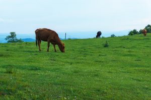 Cattle Grazing on Bearwallow Mountain